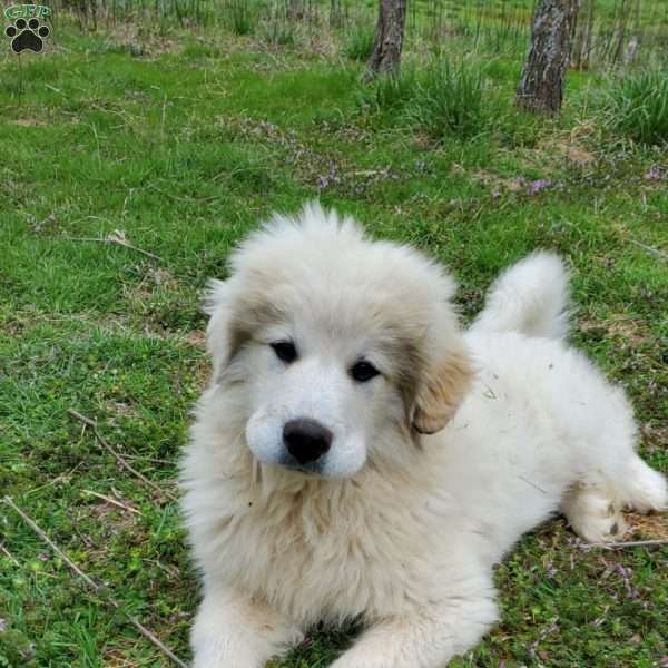 Harley, Great Pyrenees Puppy